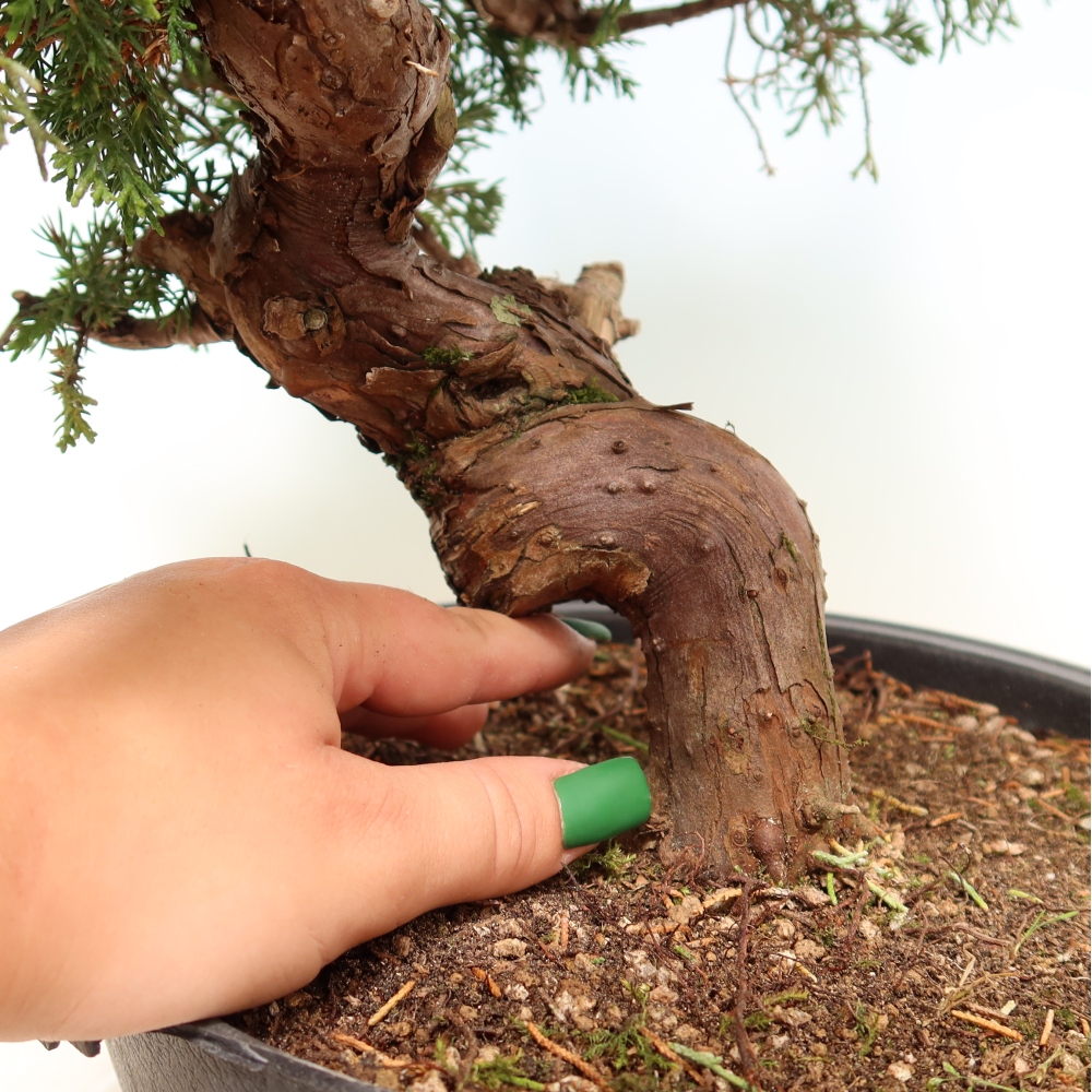 Venkovní bonsai - Juniperus chinensis Itoigawa-Jalovec čínský