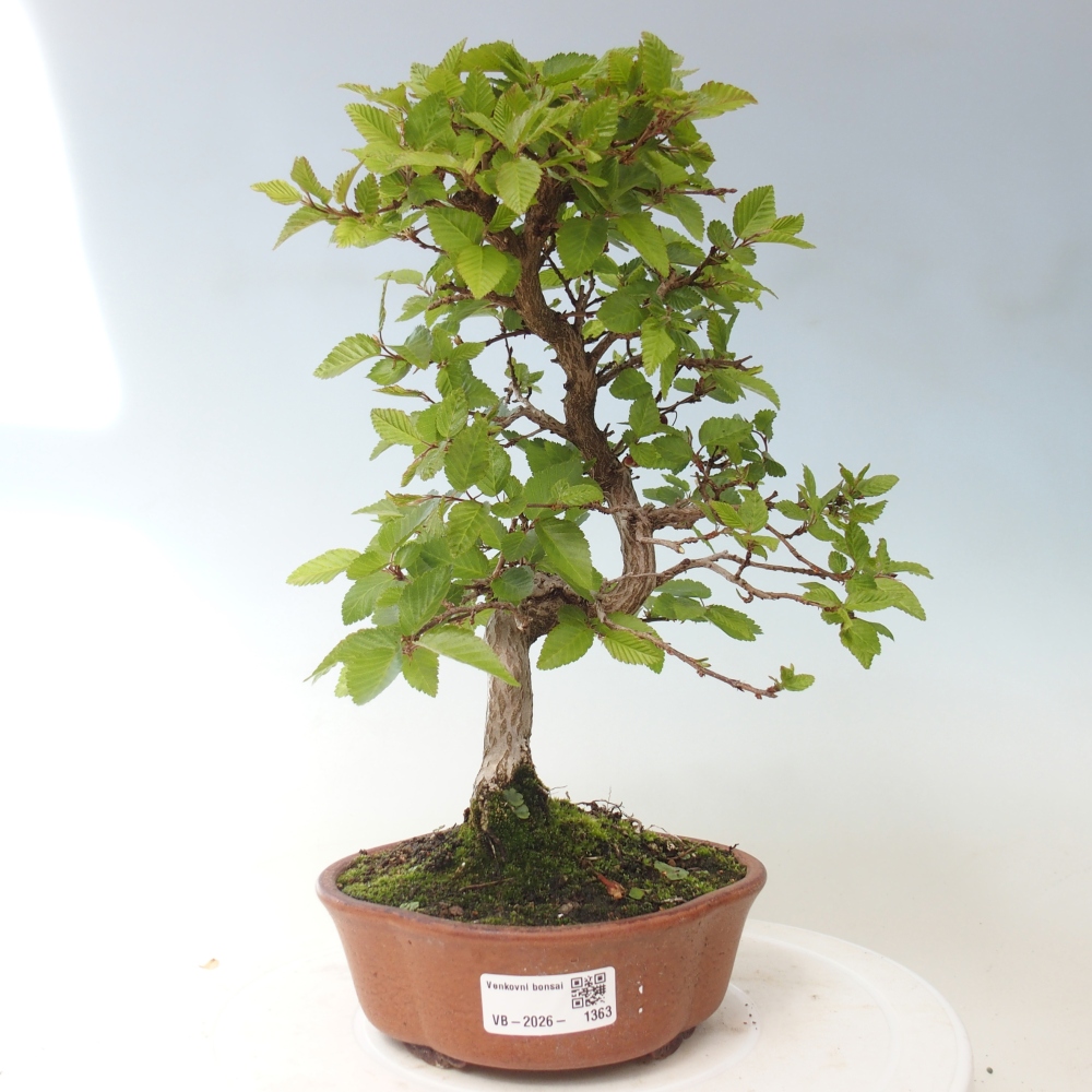 Venkovní bonsai -Carpinus CARPINOIDES - Habr korejský