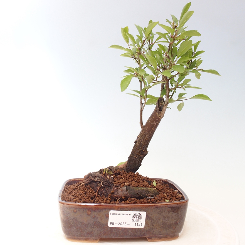 Venkovní bonsai - Prunus spinosa - trnka