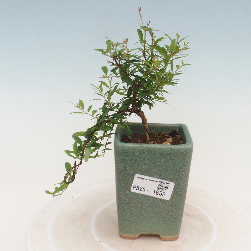 Pokojová bonsai-PUNICA granatum -Granátové jablko