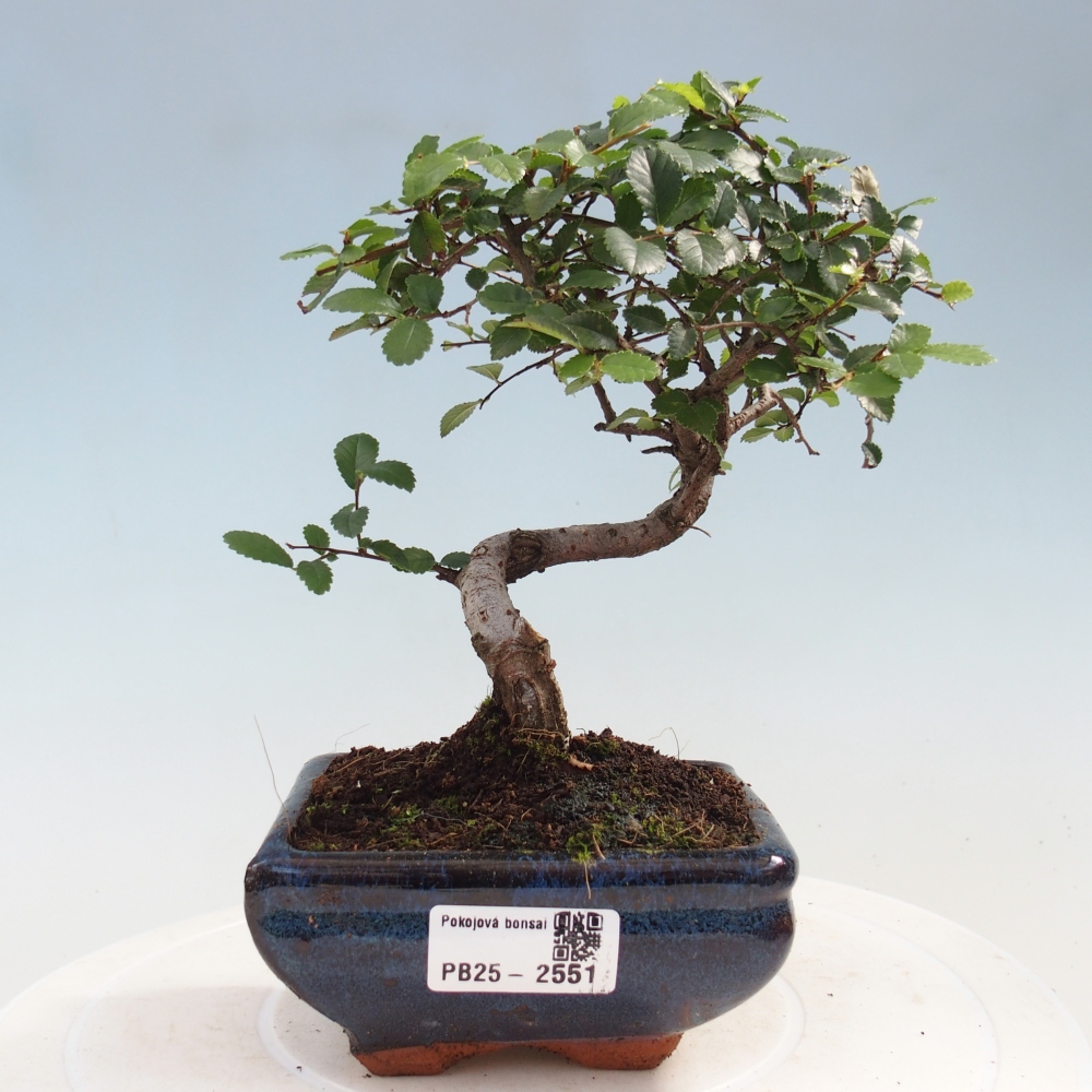 Pokojová bonsai - Ulmus parvifolia - Malolistý jilm