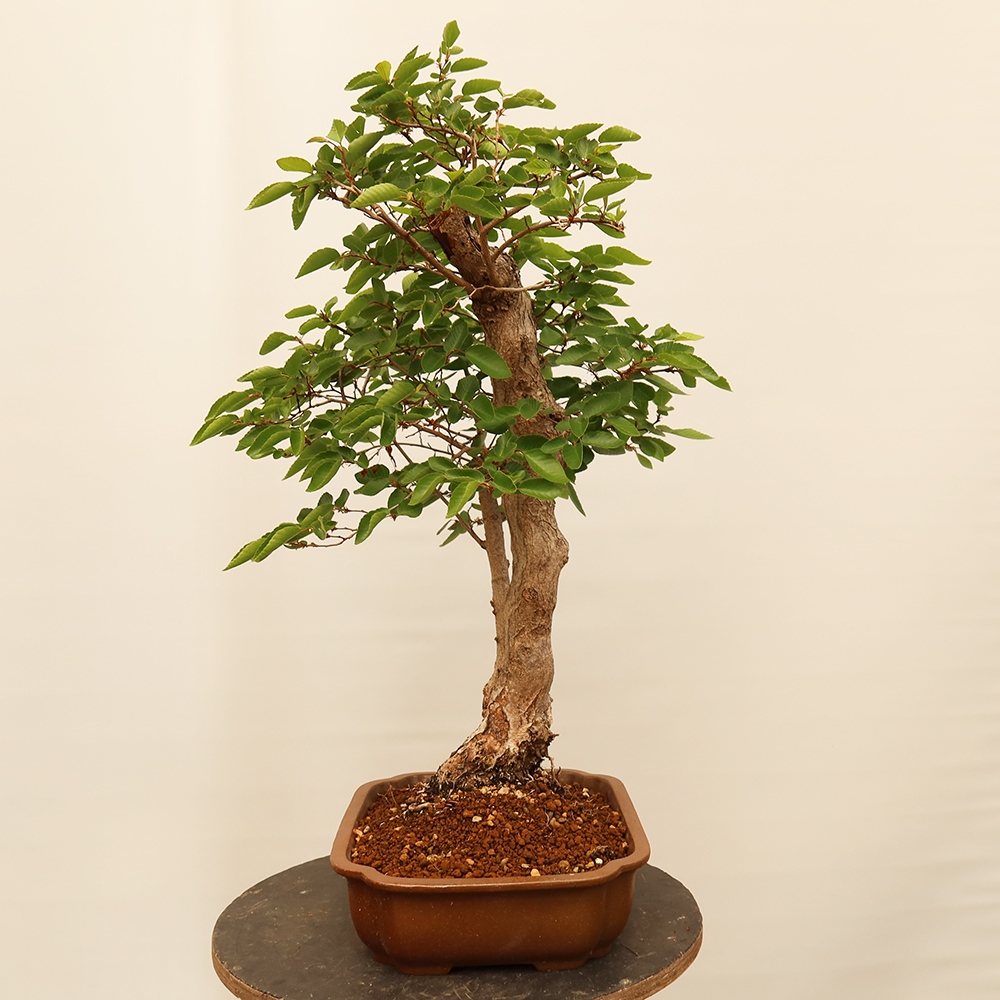 Venkovní bonsai -Carpinus Coreana - Habr korejský