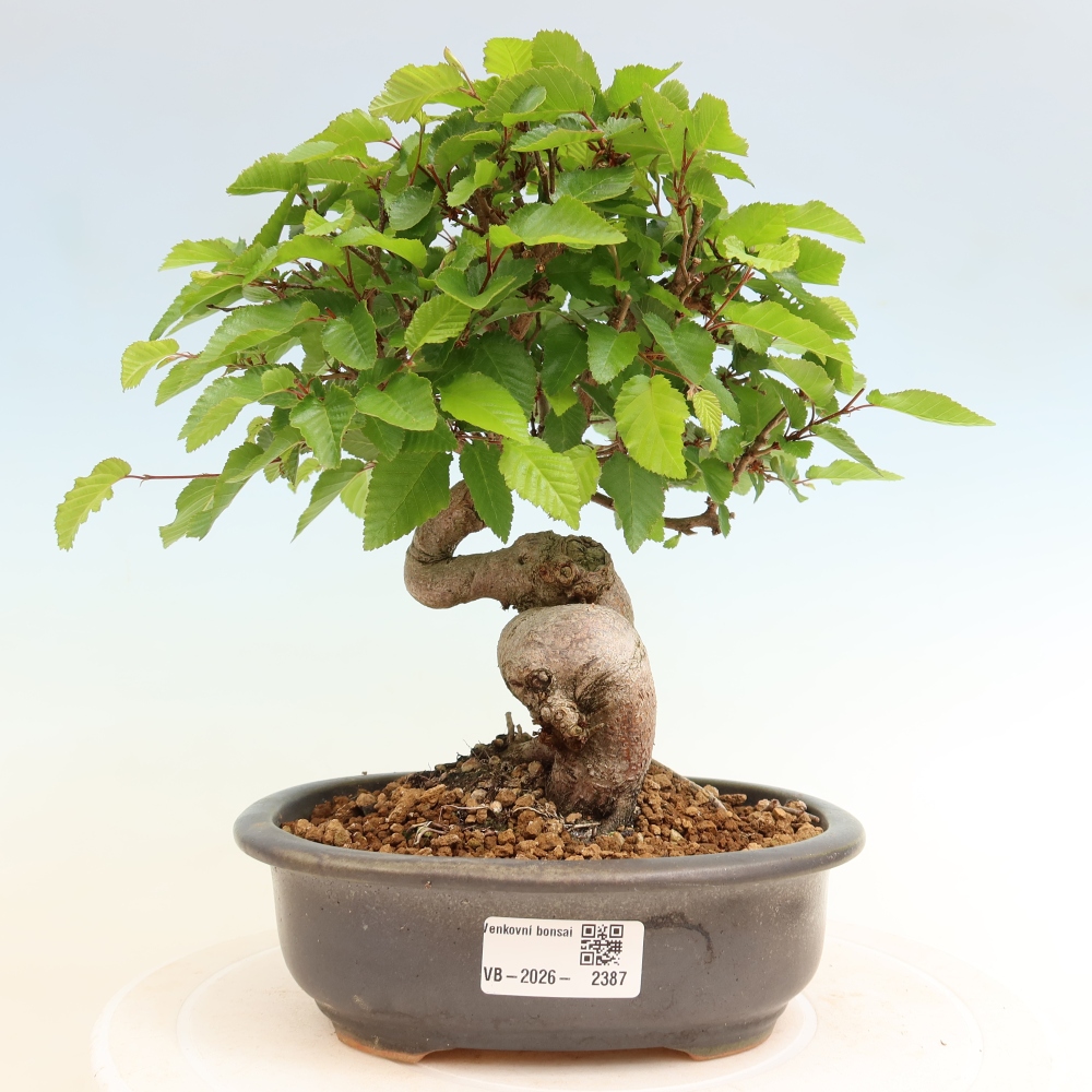 Venkovní bonsai -Carpinus coreana - Habr korejský