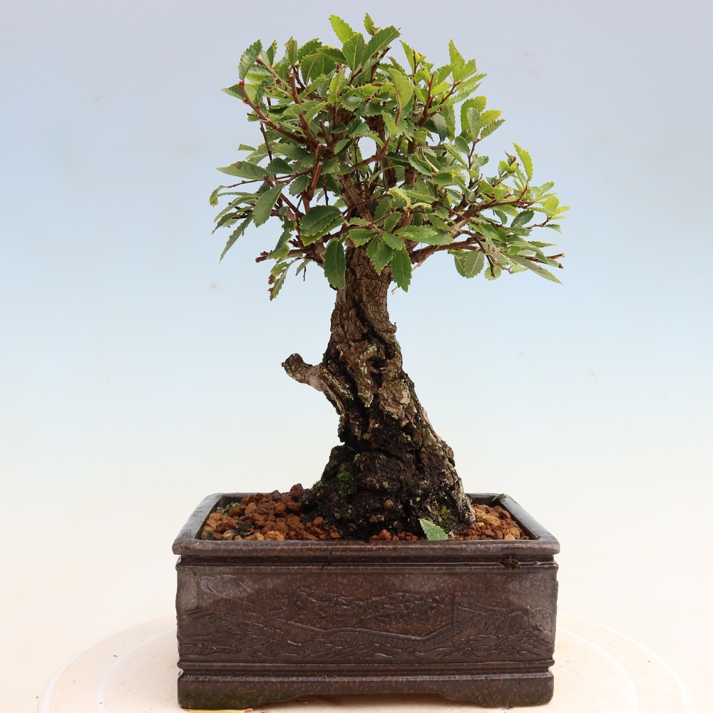 Venkovní bonsai - Zelkova - Zelkova NIRE
