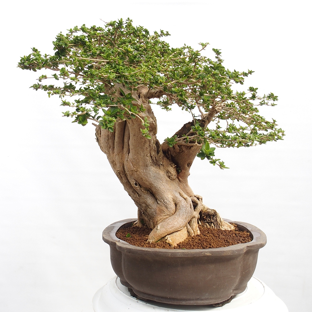 Pokojová bonsai - Premna serratifolia  - Kozlovoň malolistá