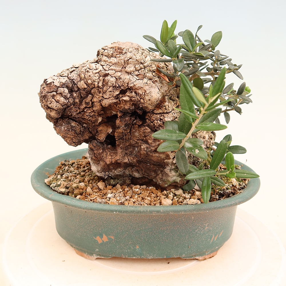 Pokojová bonsai - Olea europaea sylvestris -Oliva evropská drobnolistá