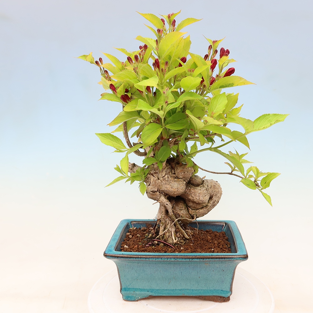 Venkovní bonsai - Weigela subsessilis - Vajgélie korejská