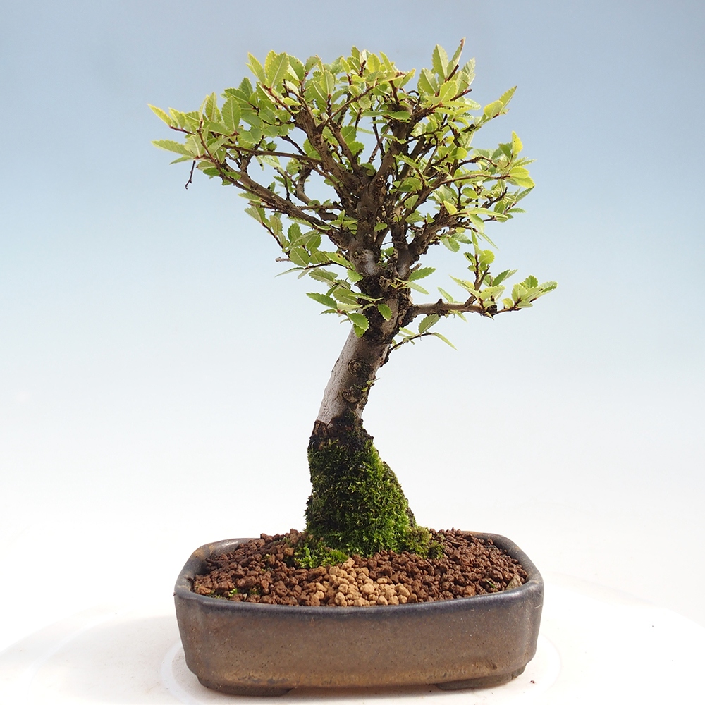 Venkovní bonsai - Zelkova - Zelkova NIRE