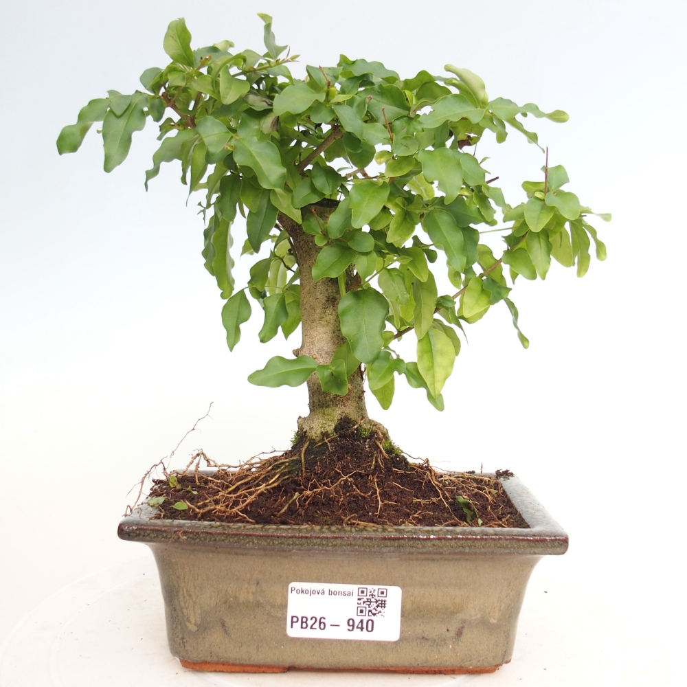 Pokojová bonsai -Ligustrum chinensis - Ptačí zob