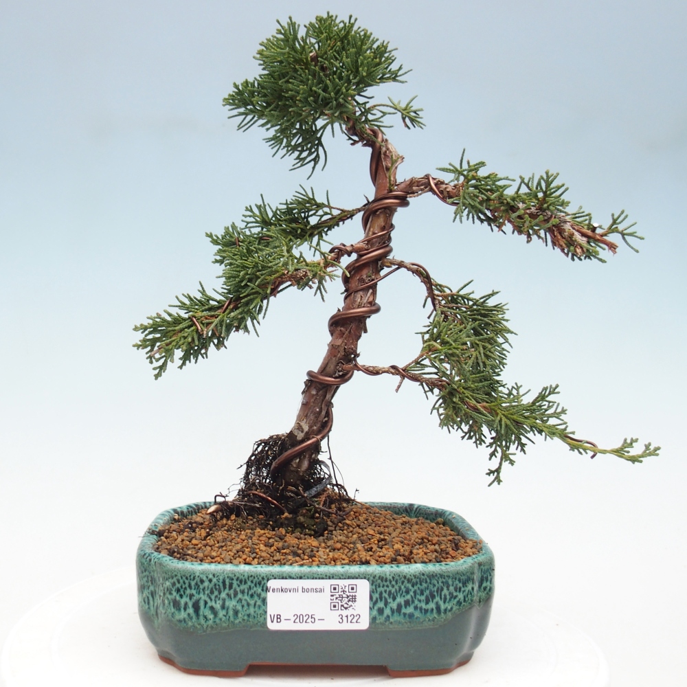 Venkovní bonsai - Juniperus chinensis Kishu -Jalovec čínský