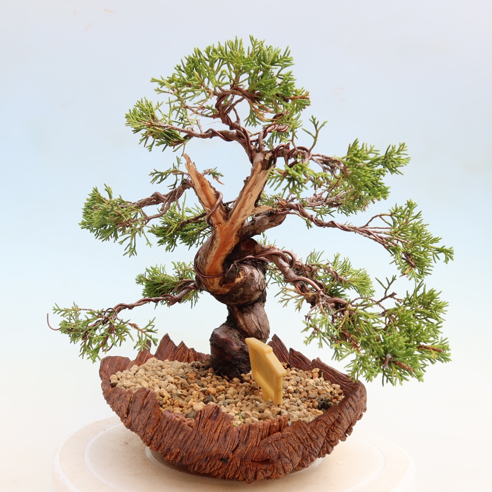 Venkovní bonsai - Juniperus chinensis Itoigawa-Jalovec čínský