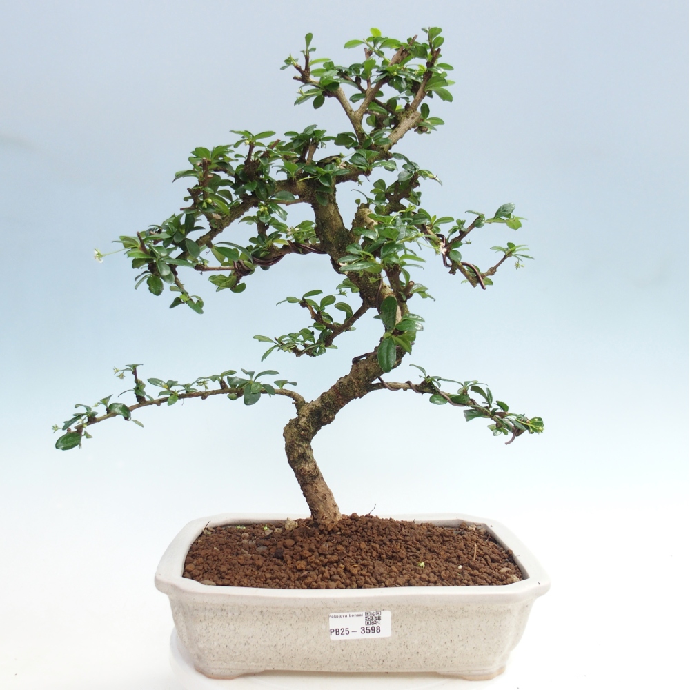Pokojová bonsai - Carmona macrophylla - Čaj fuki
