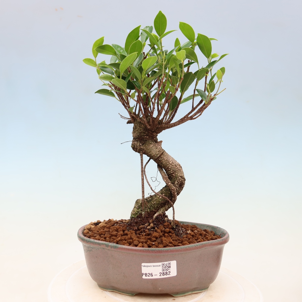 Pokojová bonsai - Ficus kimmen -  malolistý fíkus