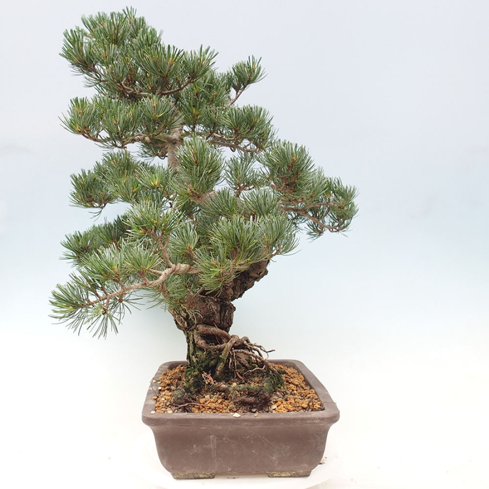 Venkovní bonsai - Pinus parviflora - Borovice drobnokvětá