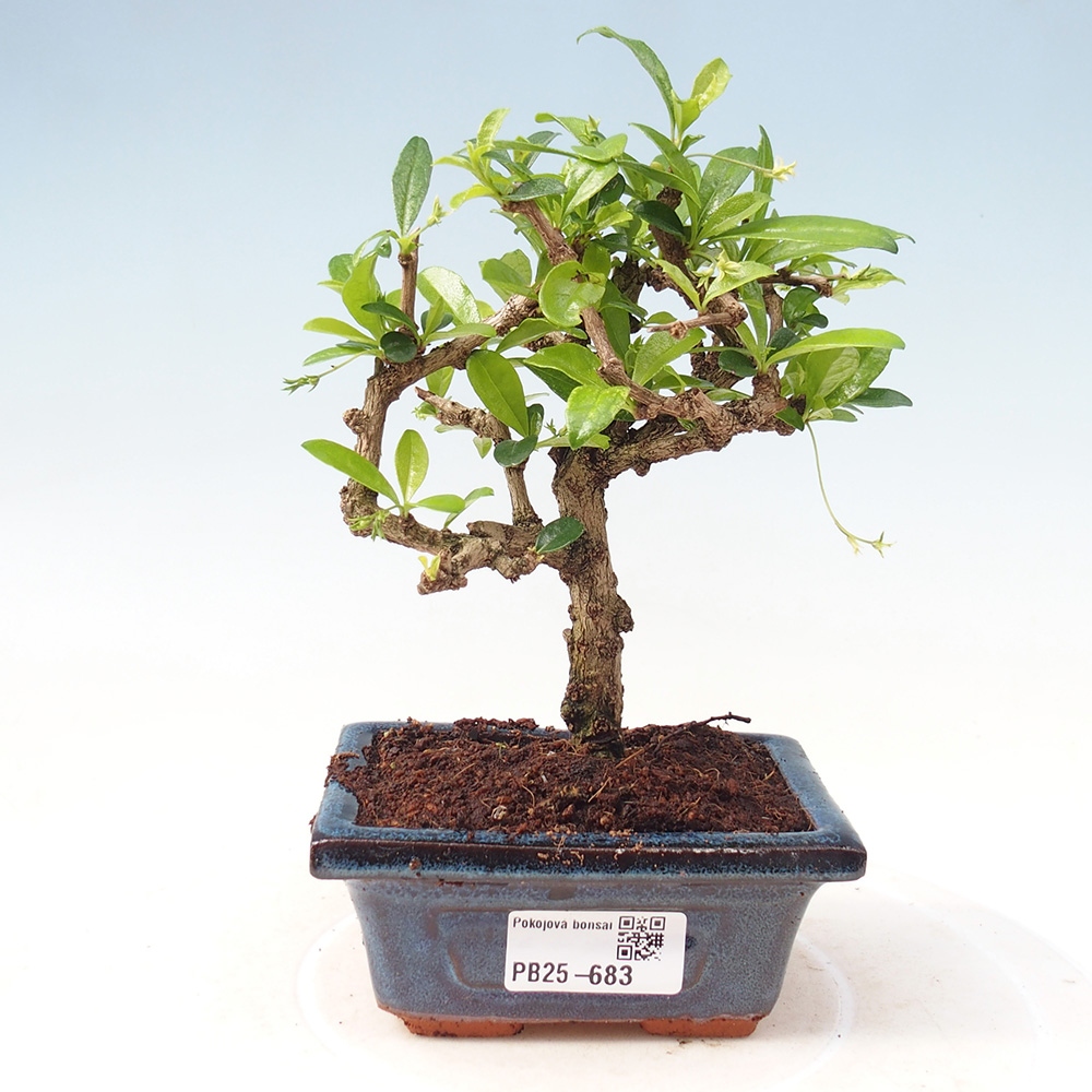 Pokojová bonsai - Carmona macrophylla - Čaj fuki