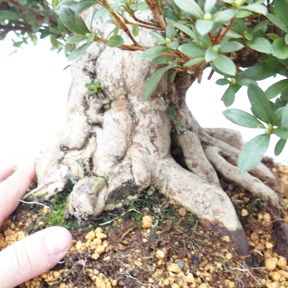 Venkovní bonsai - Japonská azalka - Azalea Byakuren