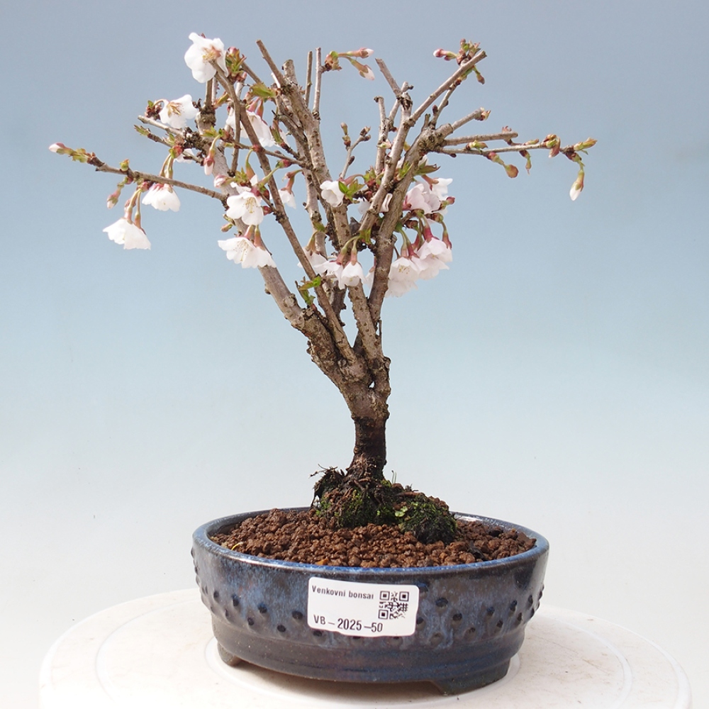 Venkovní bonsai - Prunus incisa Kojou-no mai-Slivoň vyříznutá
