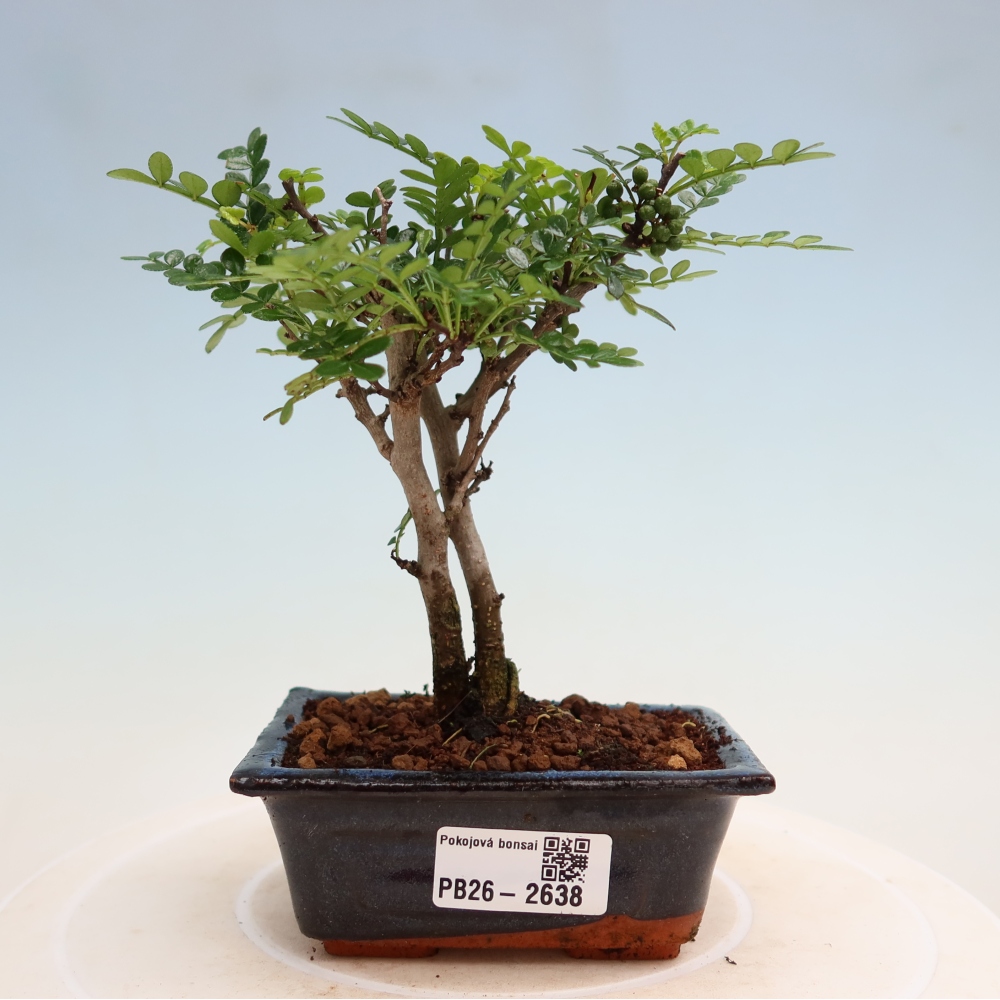 Pokojová bonsai - Zantoxylum piperitum - pepřovník