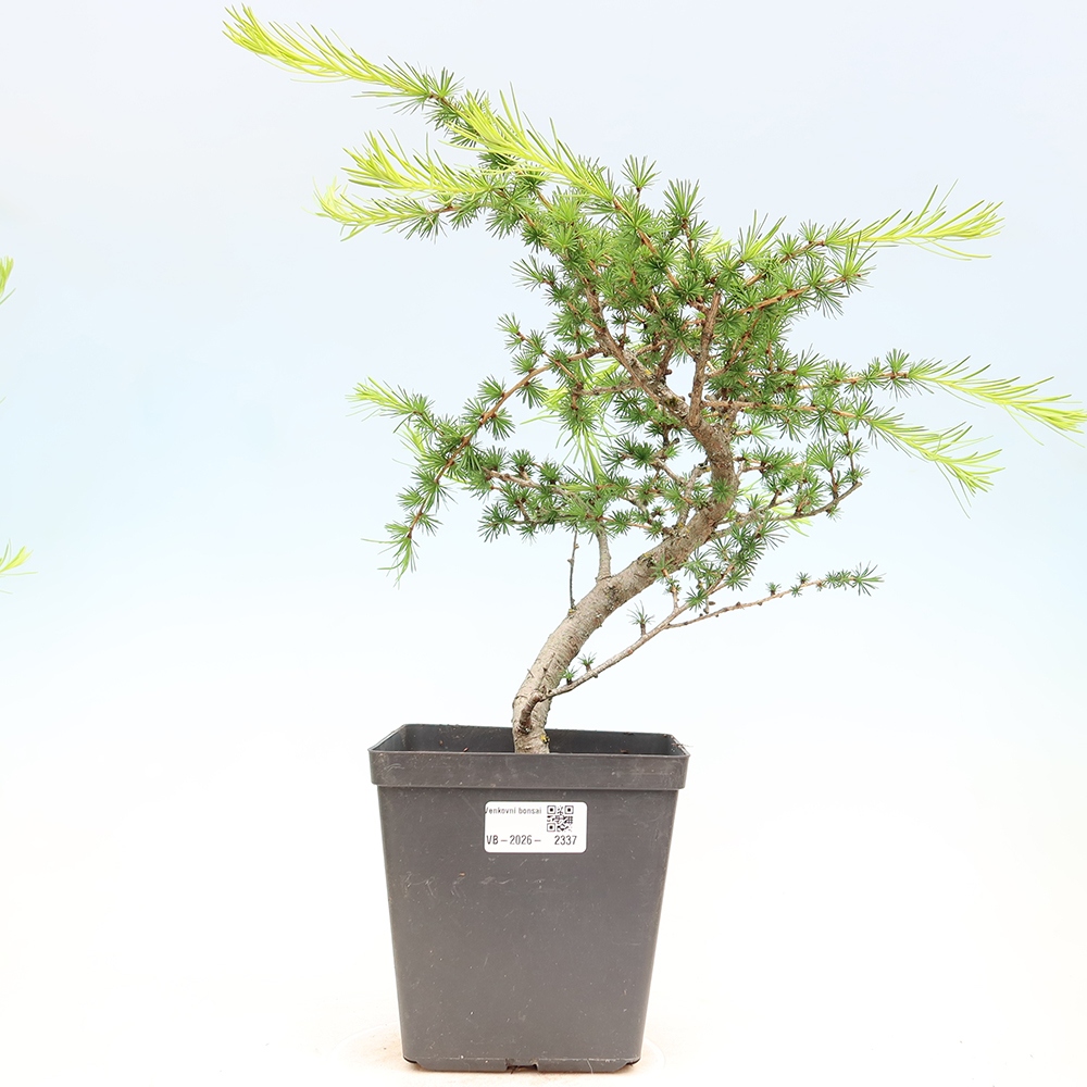 Venkovní bonsai -Larix decidua - Modřín opadavý 