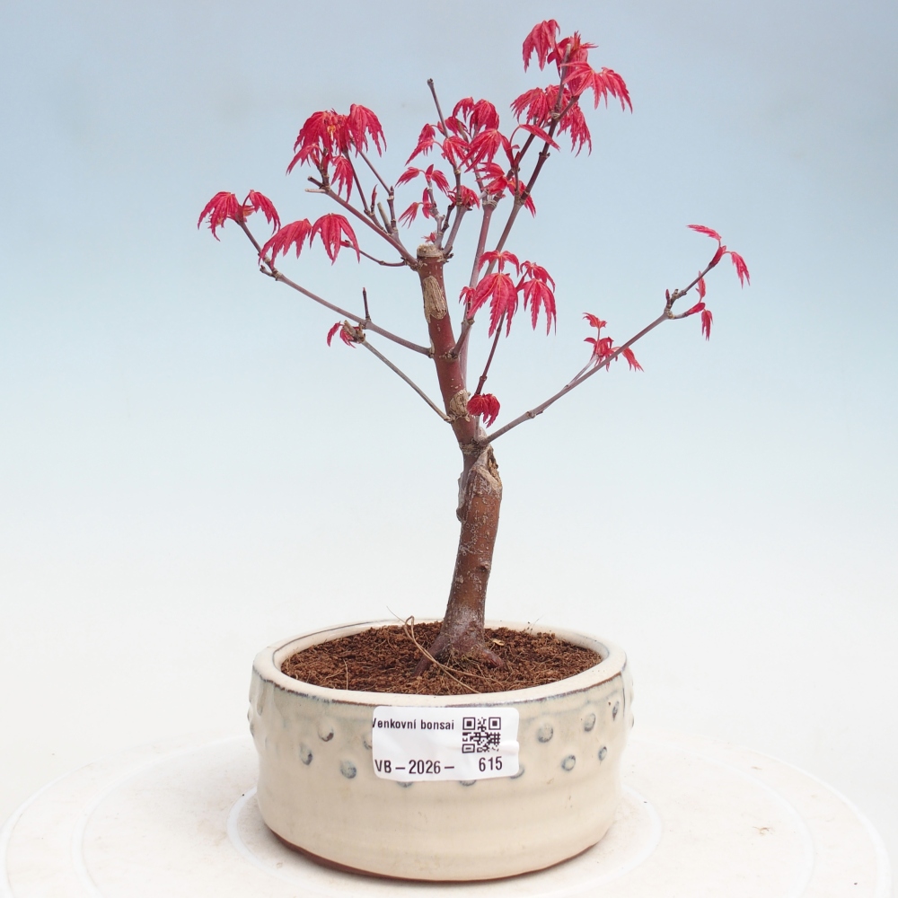 Venkovní bonsai - Javor dlanitolistý - Acer palmatum DESHOJO