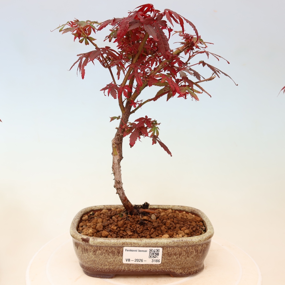 Venkovní bonsai -Javor dlanitolistý  - Acer palmatum Berry Broom 