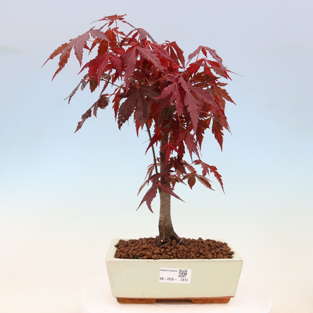 Venkovní bonsai - Acer palm. Atropurpureum-Javor dlanitolistý