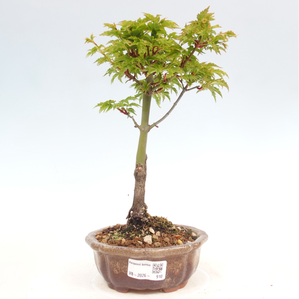Venkovní bonsai -Javor malolistý SHISHIGASHIRA