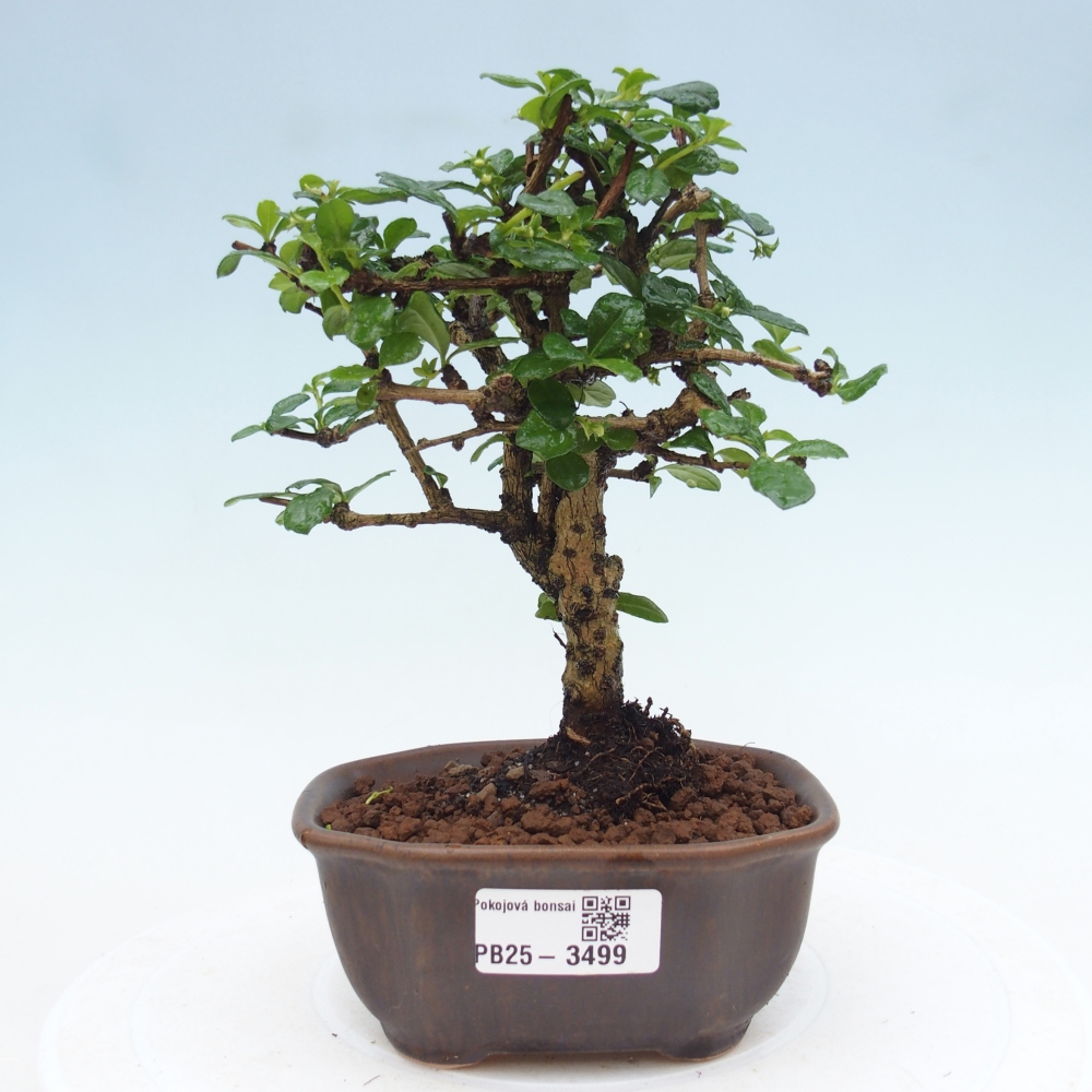 Pokojová bonsai - Carmona macrophylla - Čaj fuki