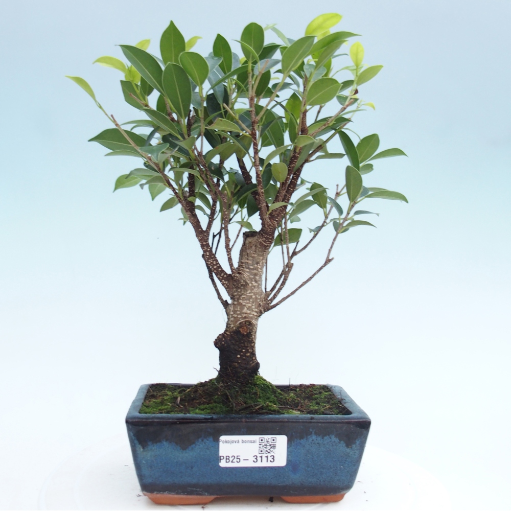 Pokojová bonsai - Ficus retusa -  malolistý fíkus