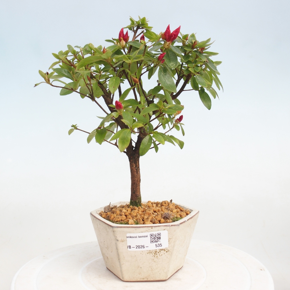 Venkovní bonsai - Japonská azalka - Azalea sp.