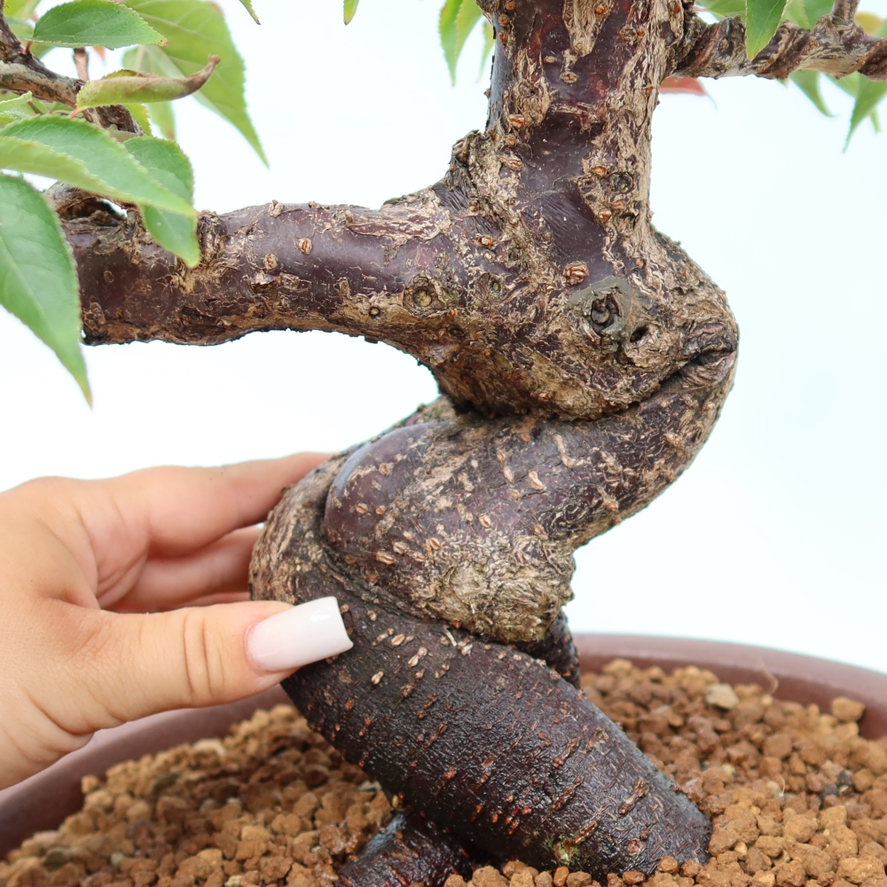 Venkovní bonsai -Japonská meruňka - Prunus Mume