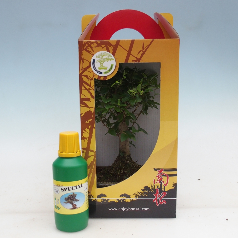 Pokojová bonsai v dárkové krabičce Ligustrum chinensis - Ptačí zob