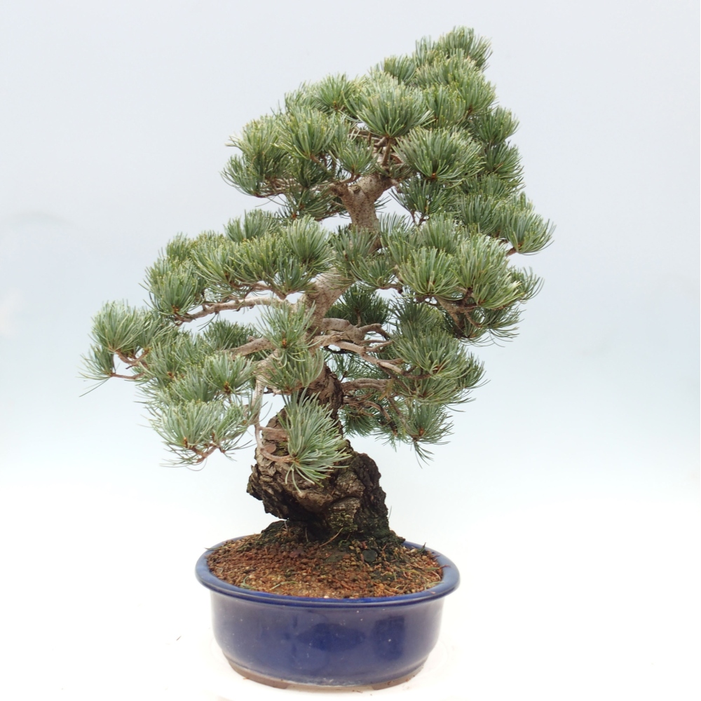 Venkovní bonsai - Pinus parviflora - Borovice drobnokvětá