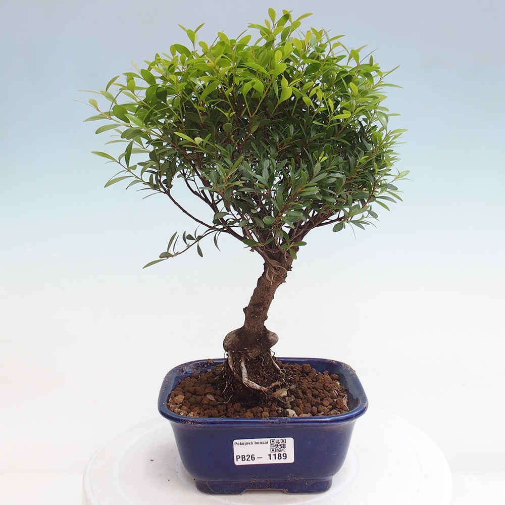 Pokojová bonsai - Syzygium - Pimentovník