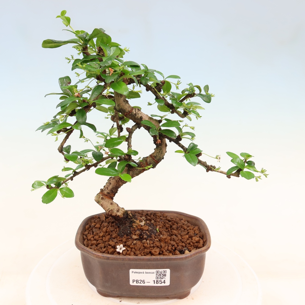 Pokojová bonsai - Carmona macrophylla - Čaj fuki