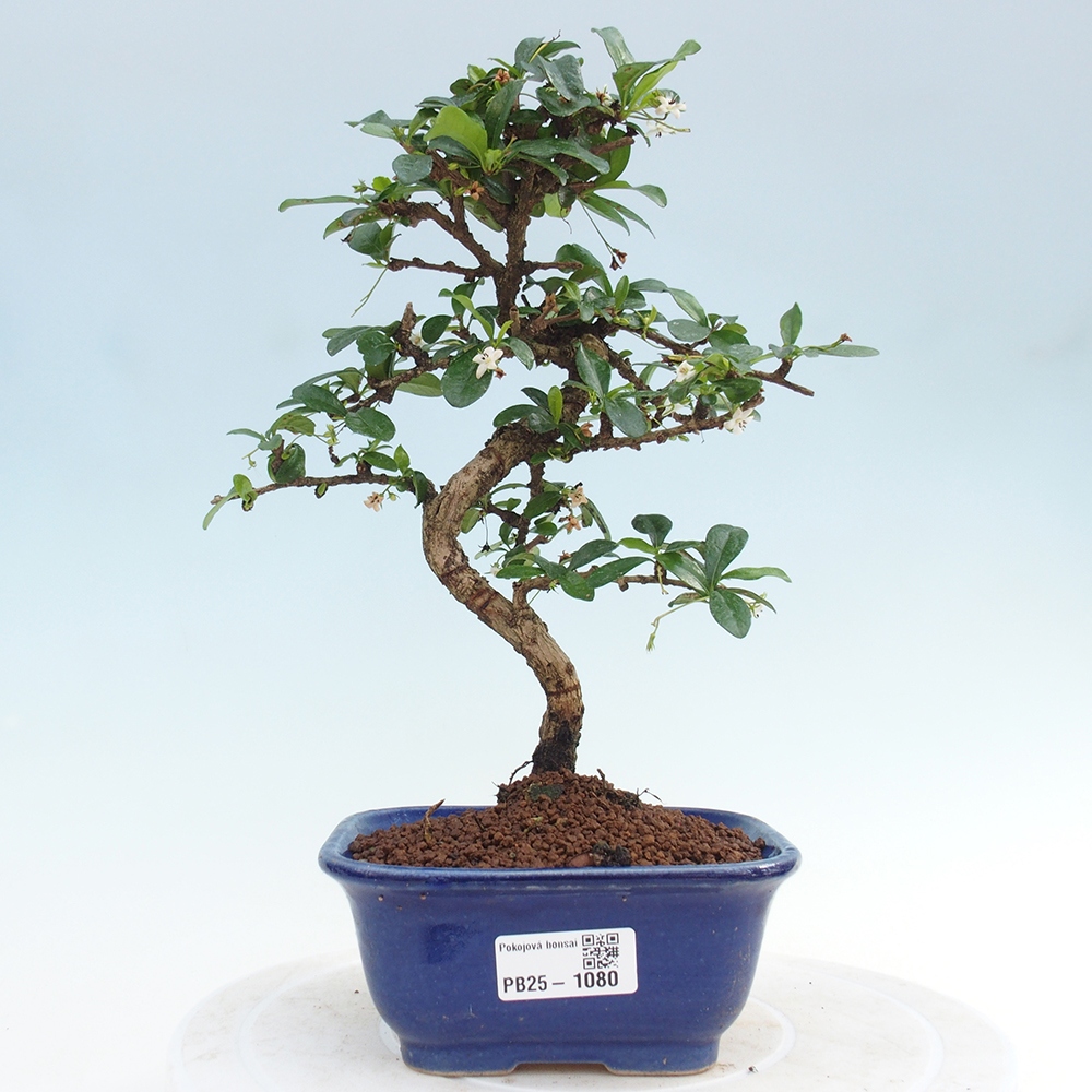 Pokojová bonsai - Carmona macrophylla - Čaj fuki