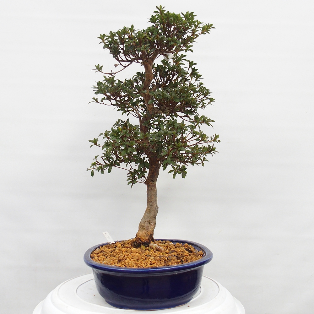 Venkovní bonsai - Japonská azalka - Azalea Hanatsuzuri