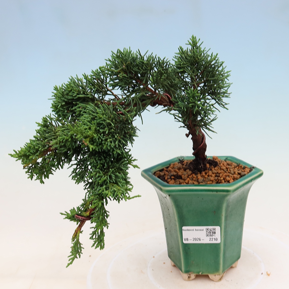 Venkovní bonsai - Juniperus chinensis Kishu -Jalovec čínský