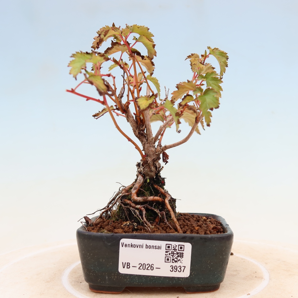 Venkovní bonsai -  Stephanandra incisa - Korunatka klaná