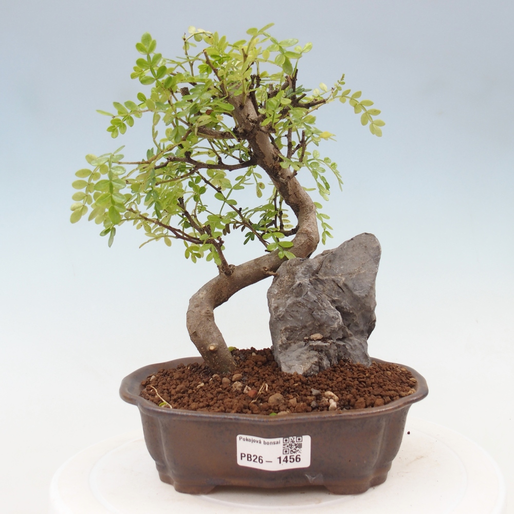 Pokojová bonsai - Zantoxylum piperitum - Pepřovník