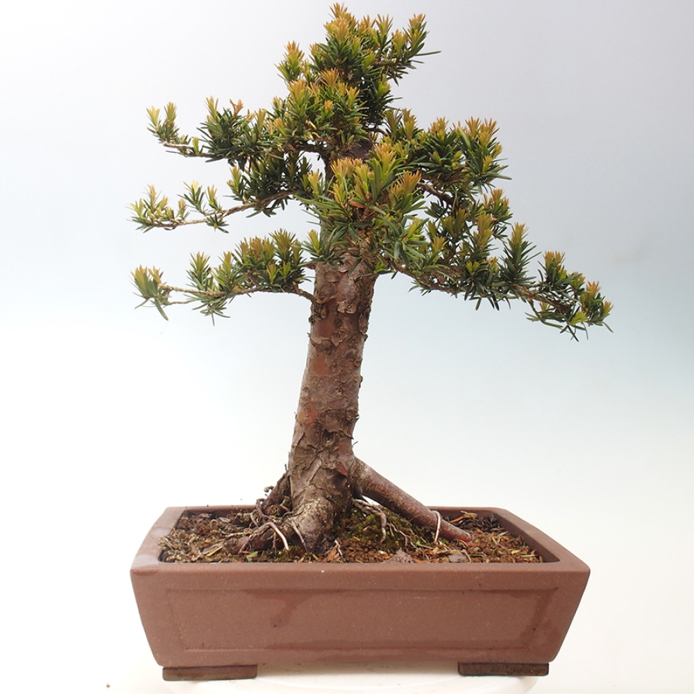Venkovní bonsai - Taxus cuspidata  - Tis japonský
