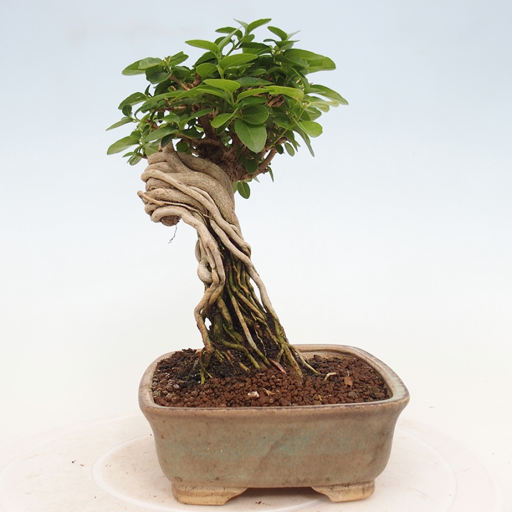 Pokojová bonsai - Premna serratifolia  - Kozlovoň malolistá
