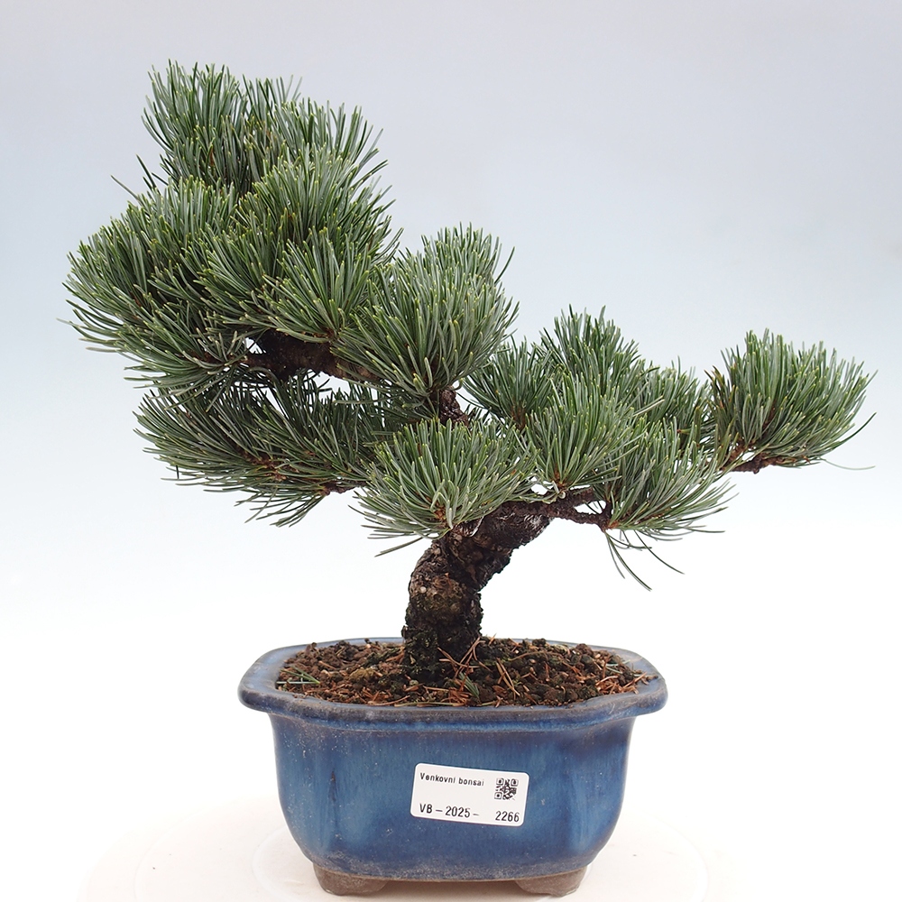 Venkovní bonsai - Pinus parviflora - Borovice drobnokvětá