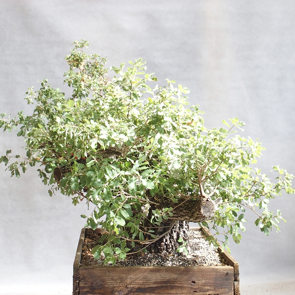 Venkovní bonsai Quercus Cerris - Dub Cer