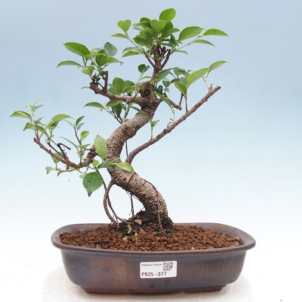 Pokojová bonsai - Ficus kimmen -  malolistý fíkus