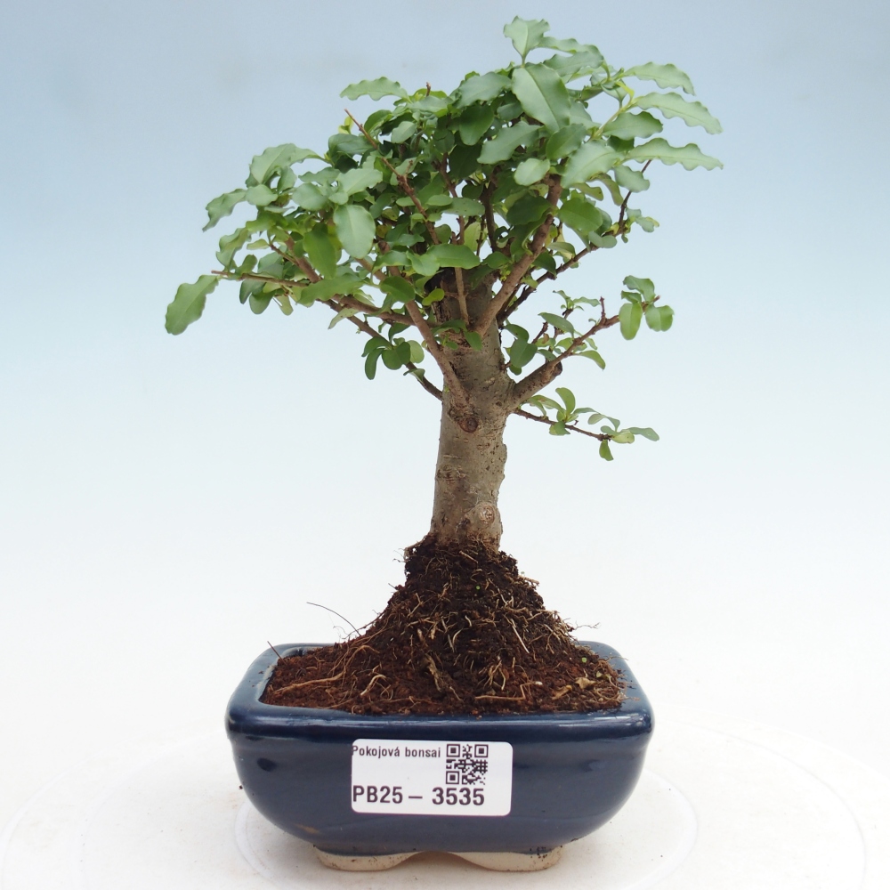 Pokojová bonsai -Ligustrum chinensis - Ptačí zob