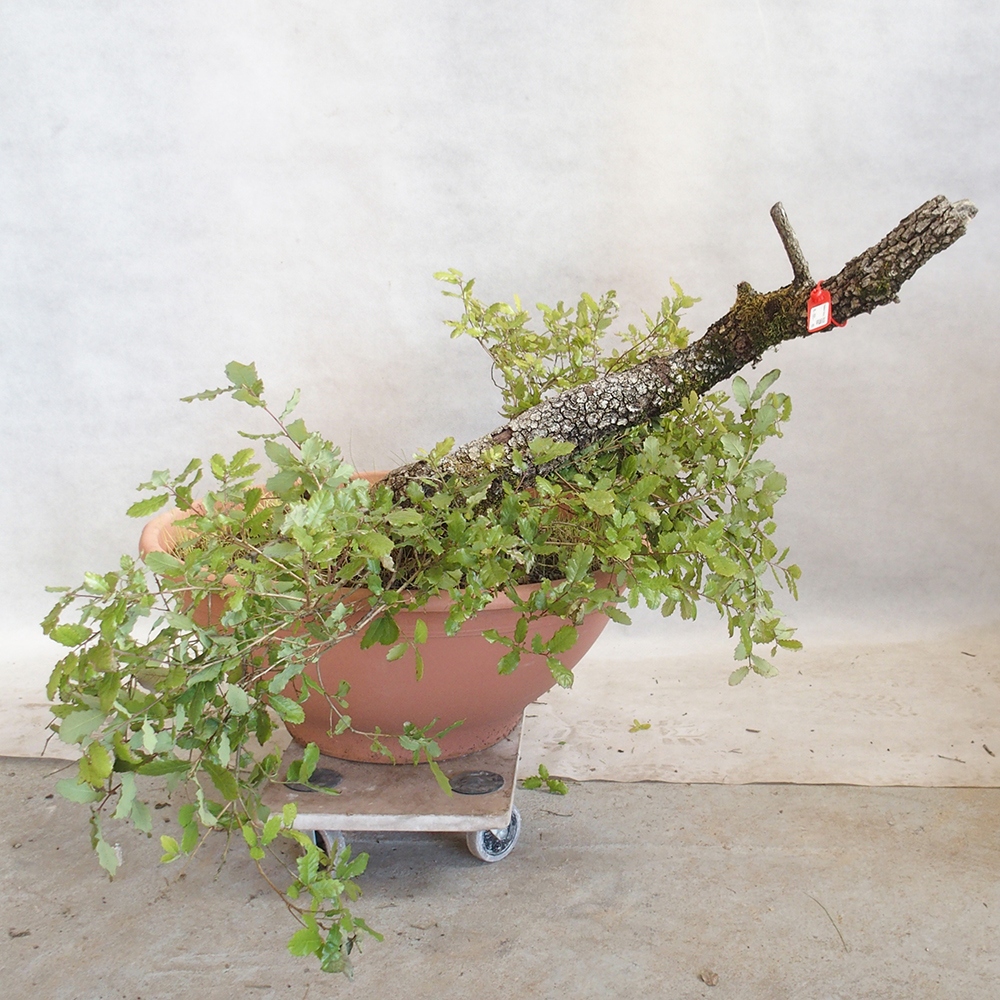 Venkovní bonsai Quercus Cerris - Dub Cer
