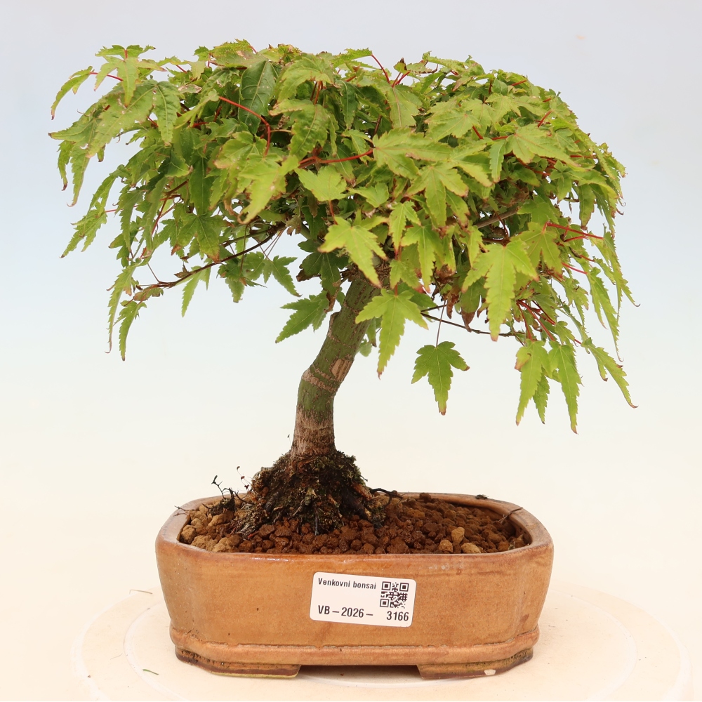 Acer palmatum KIOHIME - Javor dlanitolistý