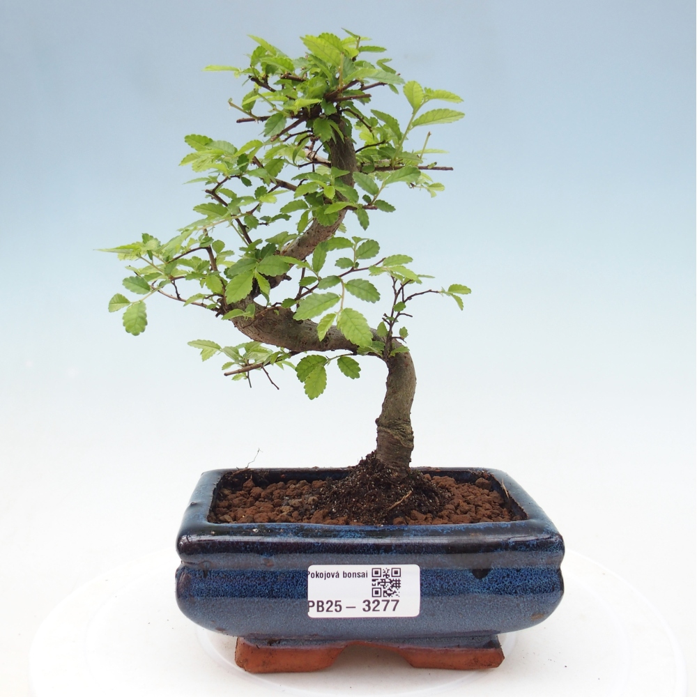 Pokojová bonsai - Ulmus parvifolia - Malolistý jilm