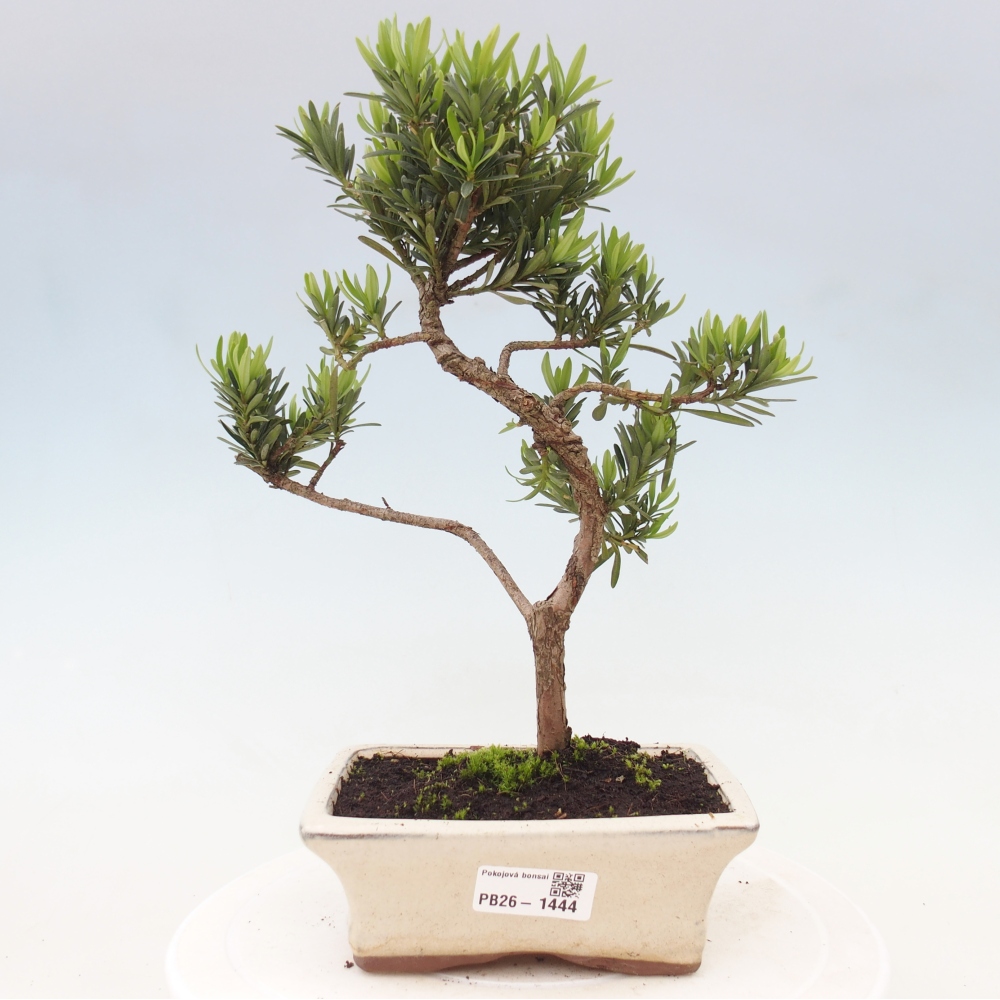 Pokojová bonsai - Podocarpus - Kamenný tis